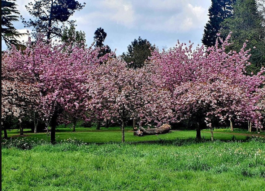 Harris Garden , United Kingdom